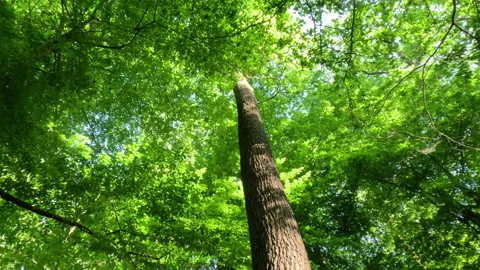 Sunny Green Forest During Spring Season Stock Footage 310254989
