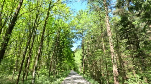 Sunny Green Forest During Spring Season Stock Footage 310256140