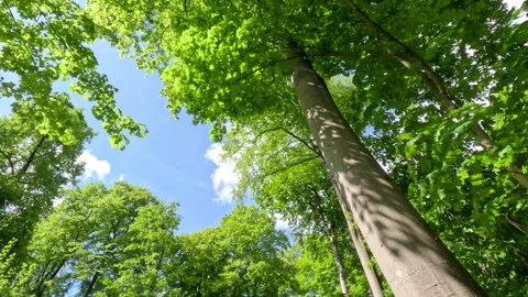 Sunny Green Forest During Spring Season Stock Footage 310265499