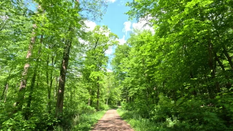 Sunny Green Forest During Spring Season Stock Footage 310267479