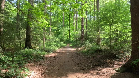 Sunny Green Forest During Spring Season Stock Footage 310285050