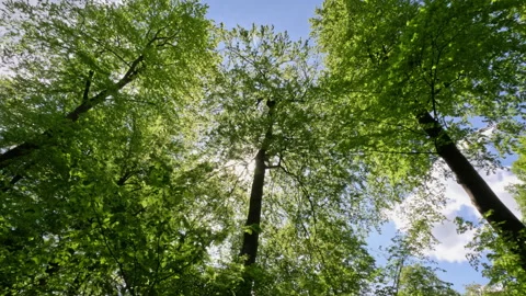 Sunny Green Forest During Spring Season Stock Footage 310286268