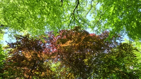 Sunny Green Forest During Spring Season Stock Footage 310288122