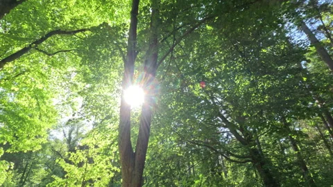 Sunny Green Forest During Spring Season Stock Footage 310290723