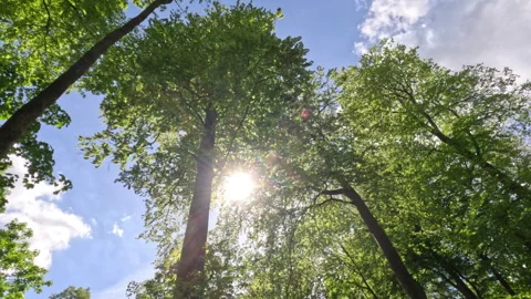 Sunny Green Forest During Spring Season Stock Footage 310291219