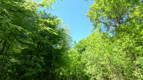 Sunny Green Forest During Spring Season Stock Footage 310293674