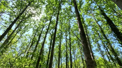 Sunny Green Forest During Spring Season Stock Footage 310295965