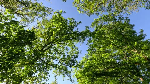Sunny Green Forest During Spring Season Stock Footage 310296740
