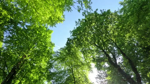 Sunny Green Forest During Spring Season Stock Footage 310298408