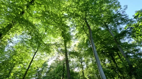 Sunny Green Forest During Spring Season Stock Footage 310299060