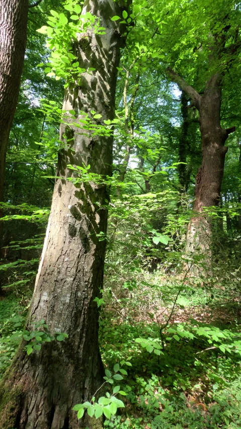 Sunny Green Forest During Spring Season Stock Footage 310318371