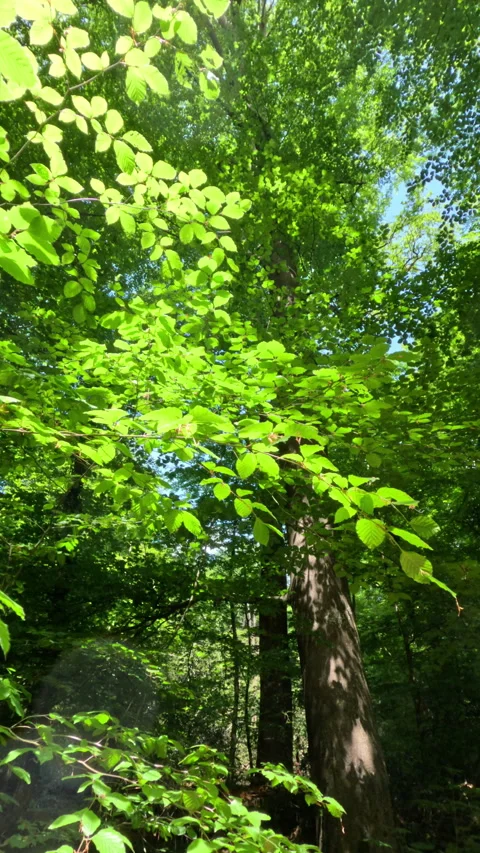 Sunny Green Forest During Spring Season Stock Footage 310320048