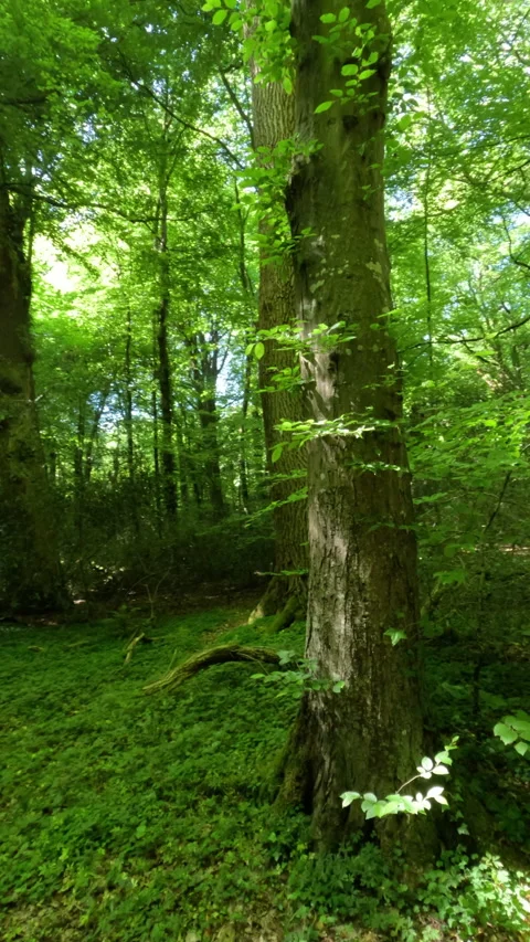 Sunny Green Forest During Spring Season Stock Footage 310321585
