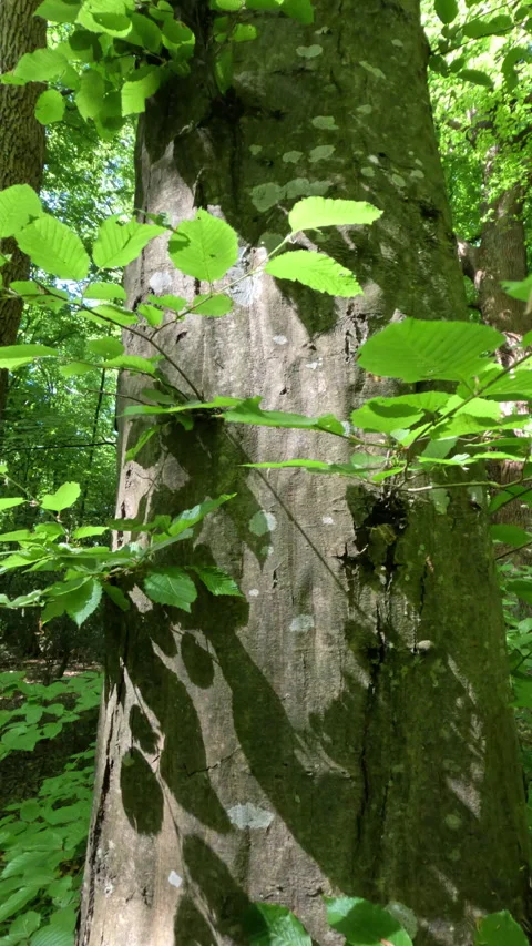 Sunny Green Forest During Spring Season Stock Footage 310329163