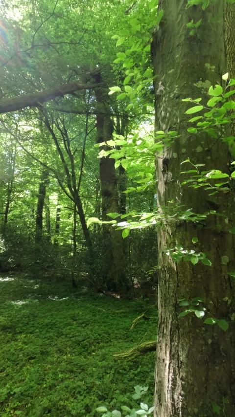 Sunny Green Forest During Spring Season Stock Footage 310330478