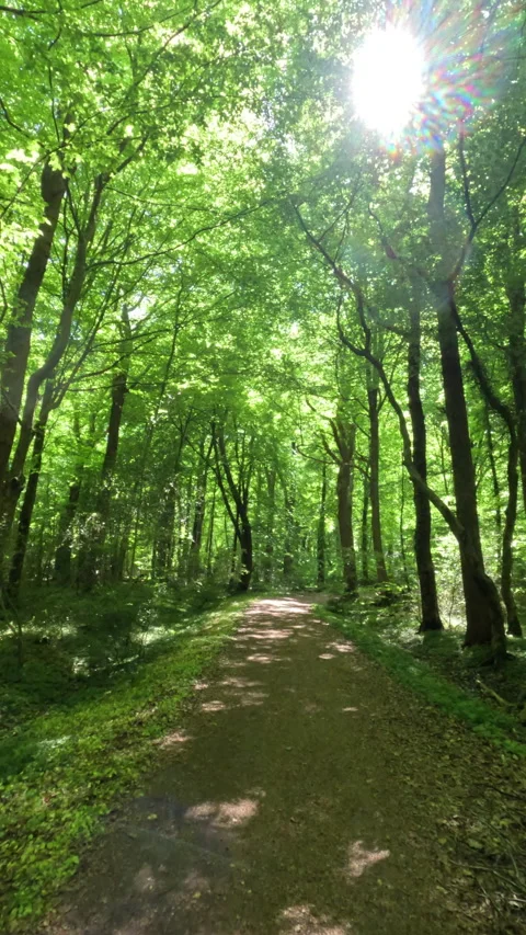 Sunny Green Forest During Spring Season Stock Footage 310605935