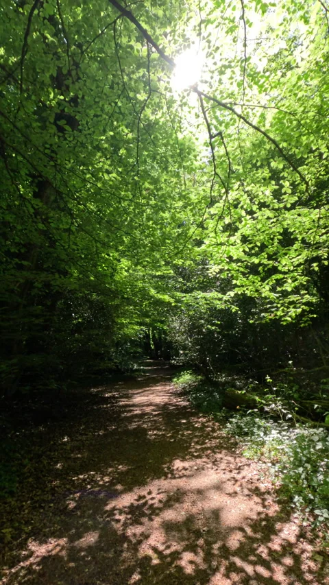Sunny Green Forest During Spring Season Stock Footage 310620655