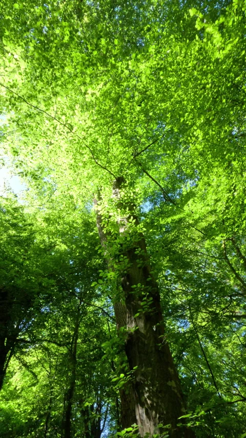 Sunny Green Forest During Spring Season Stock Footage 310621832