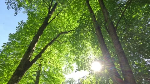 Sunny Green Forest During Spring Season Stock Footage 310622422