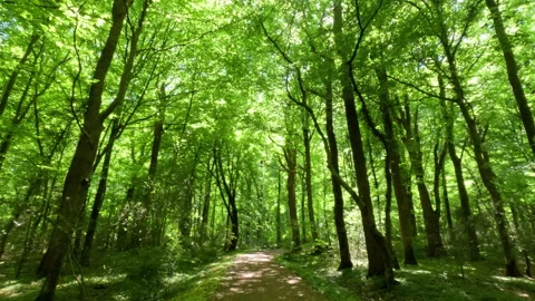 Sunny Green Forest During Spring Season Stock Footage 310624220