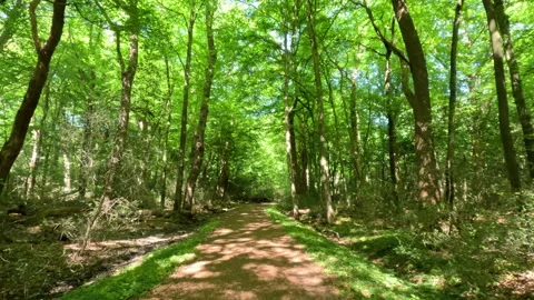 Sunny Green Forest During Spring Season Stock Footage 310625497