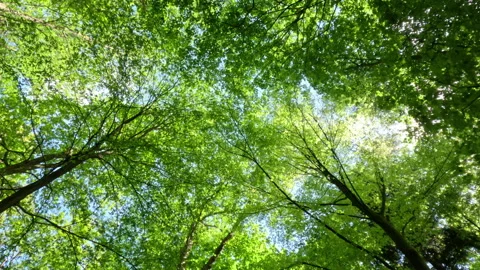 Sunny Green Forest During Spring Season Stock Footage 310626993