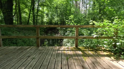 Sunny Green Forest During Spring Season Stock Footage 310628950