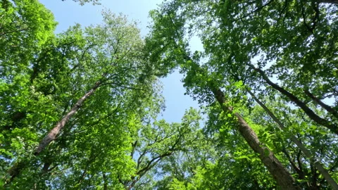 Sunny Green Forest During Spring Season Stock Footage 312196794