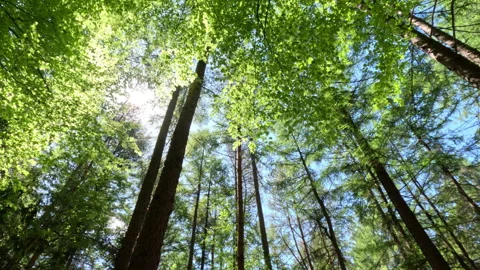 Sunny Green Forest During Spring Season Stock Footage 312207664