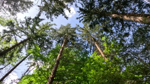 Sunny Green Forest During Spring Season Stock Footage 312208973