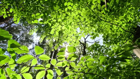 Sunny Green Forest During Spring Season Stock Footage 312210573