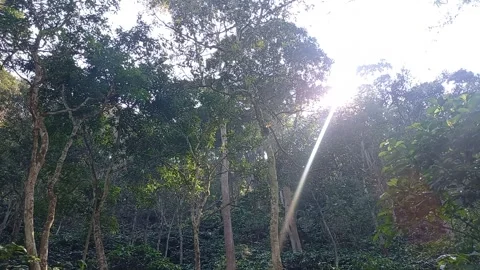 Sunny Green Forest 库存影片 244450954