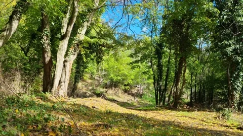 Sunny Green Forest Path with Bright Trees Stock Footage 319887801