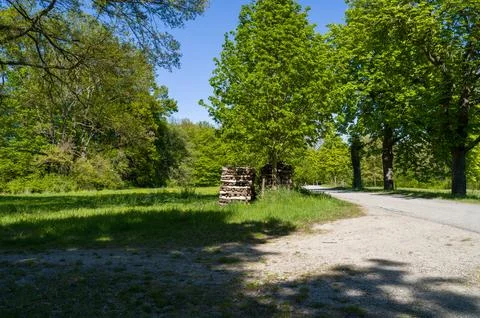 Sunny green forest path. Photos
