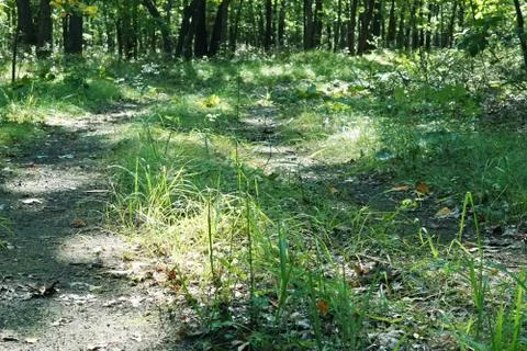 Sunny green forest with shadow Stock Photos