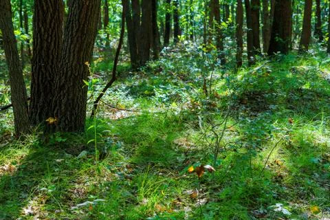 Sunny green forest with shadow Stock Photos