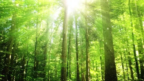 Sunny green forest with sun rays and glow fireflies animation 库存影片 338407052