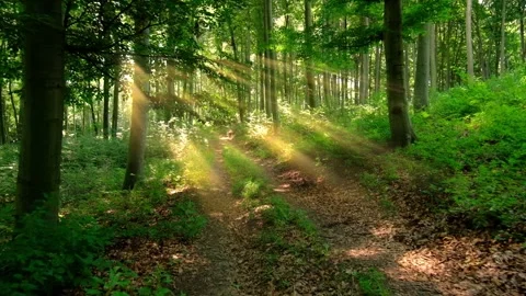 Sunny green forest walking , tracking shot Stock Footage 135391672