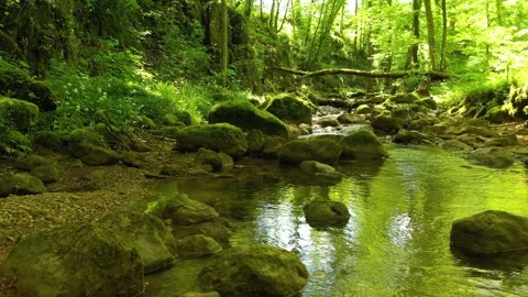 Sunny green magic river in the forest Stock Footage 334815987