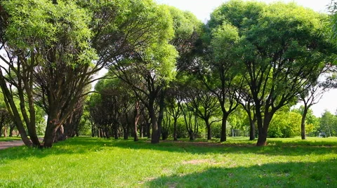 Sunny green park Stock Footage 50765728