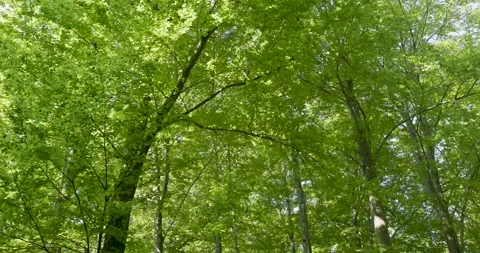 Sunny green summer beech tree crown in gentle wind Stock Footage 343613562