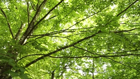 Sunny green tree crown slow motion Video stock 231905460