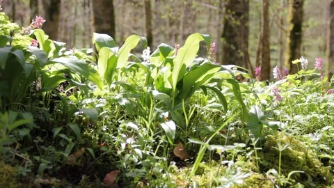 Sunny green vegetation in a forest at spring time Stock Footage 90261582