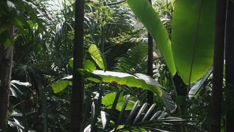 Sunny Greenhouse Interior  - Regular Speed Stock Footage 307931446