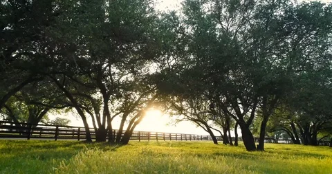 Sunny Grove Video stock 100414771