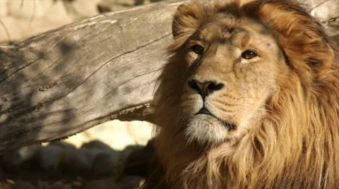Sunny head close up of drowsy lion on fallen tree background. The King of beasts Stock Footage 46425686
