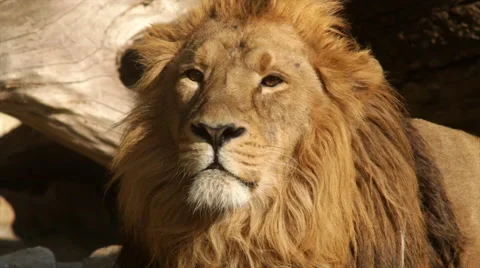 Sunny head close up of a drowsy lion, dozing on fallen tree background. Stock Footage 46739551