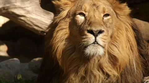 Sunny head close up of a drowsy lion, nodding on fallen tree background. Stock Footage 46740239