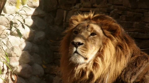 Sunny head close up in profile of drowsy lion on stone wall background. Stock-Footage 46425054