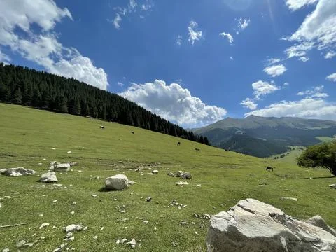 Sunny hill Stock Photos